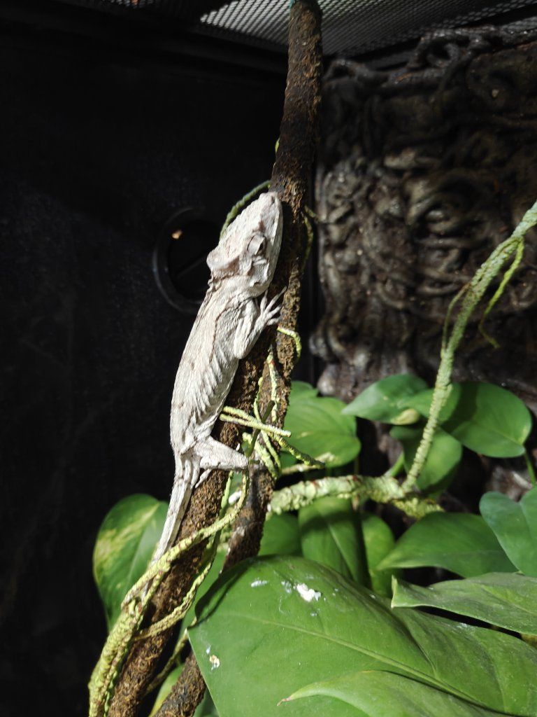 Cuban False Chameleon