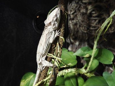 Cuban False Chameleon