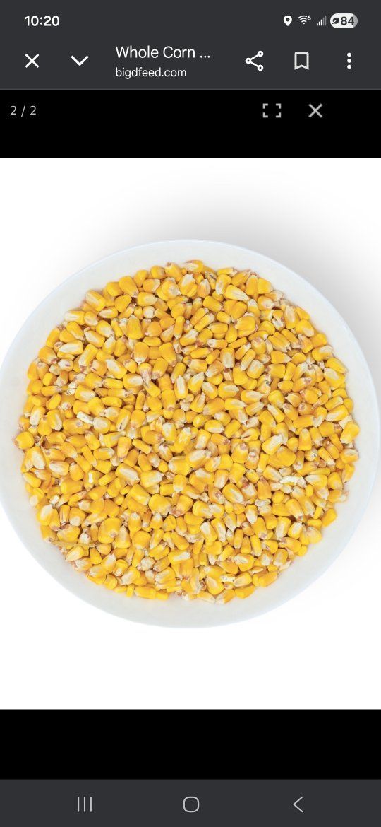 whole corn feed