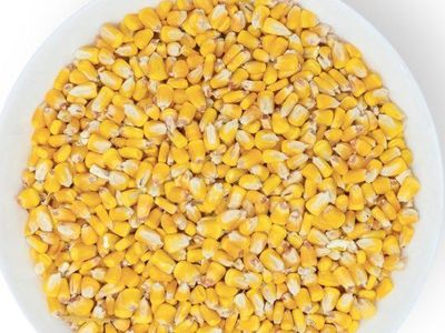 whole corn feed