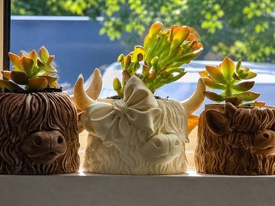 Highland Cow Succulent Planter - Cute Farmhouse Style Pot for Small Plants