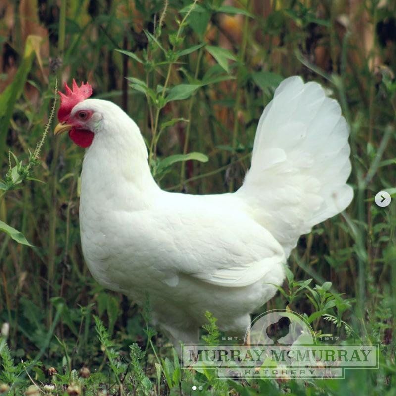 Chickens from McMurray Hatchery 3 California Leghorn 7 months old laying DAILY beautiful healthy eggs