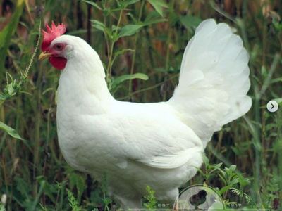 Chickens from McMurray Hatchery 3 California Leghorn 7 months old laying DAILY beautiful healthy eggs