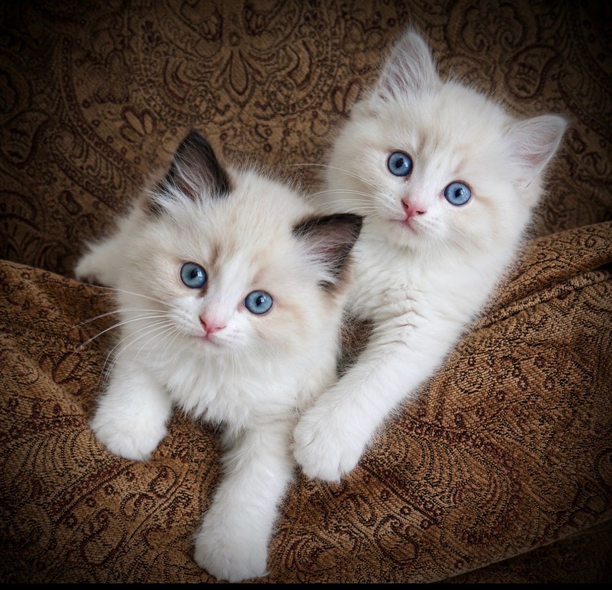 2 SEAL BICOLOR RAGDOLLS!