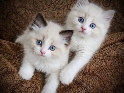 2 SEAL BICOLOR RAGDOLLS!
