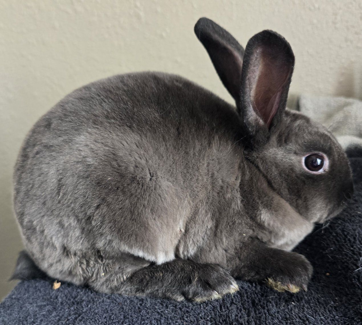 Mini Rex Doe