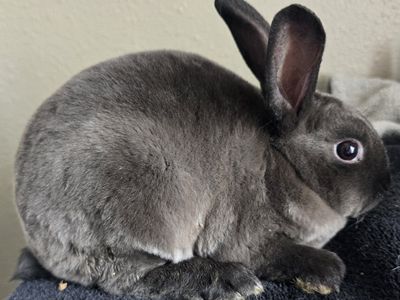 Mini Rex Doe