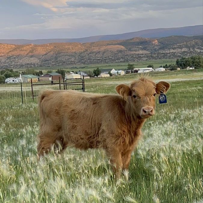 Highland Dexter Cross Heifer