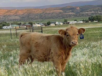 Highland Dexter Cross Heifer