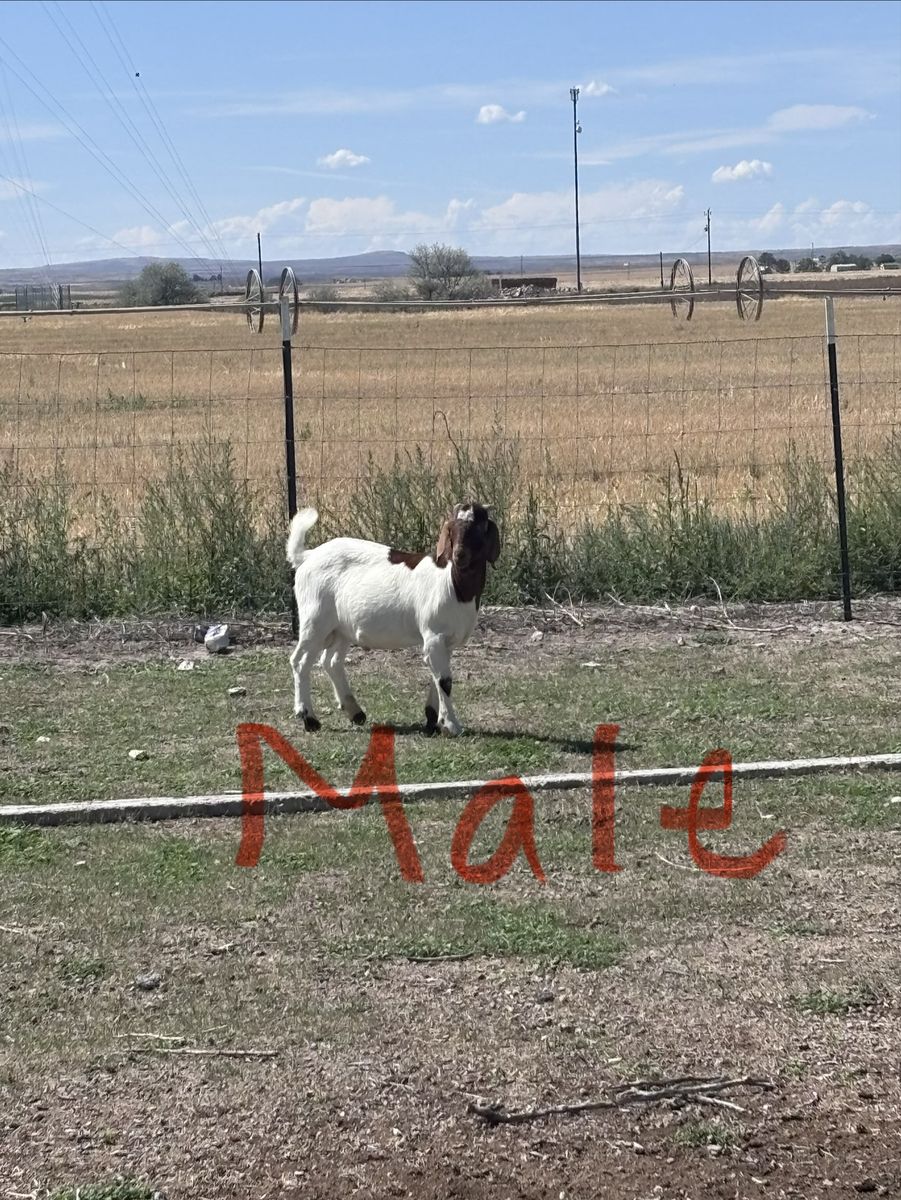 Boer Goats