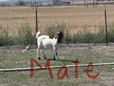 Boer Goats