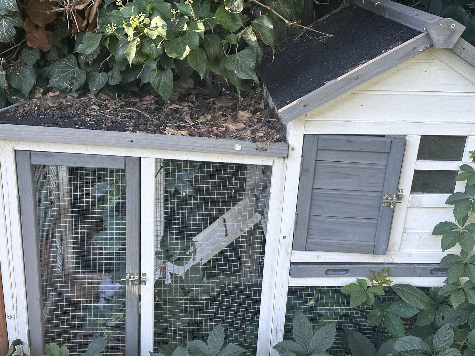 Bunny with 2 bunny cages