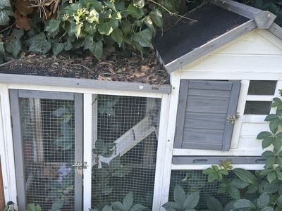 Bunny with 2 bunny cages