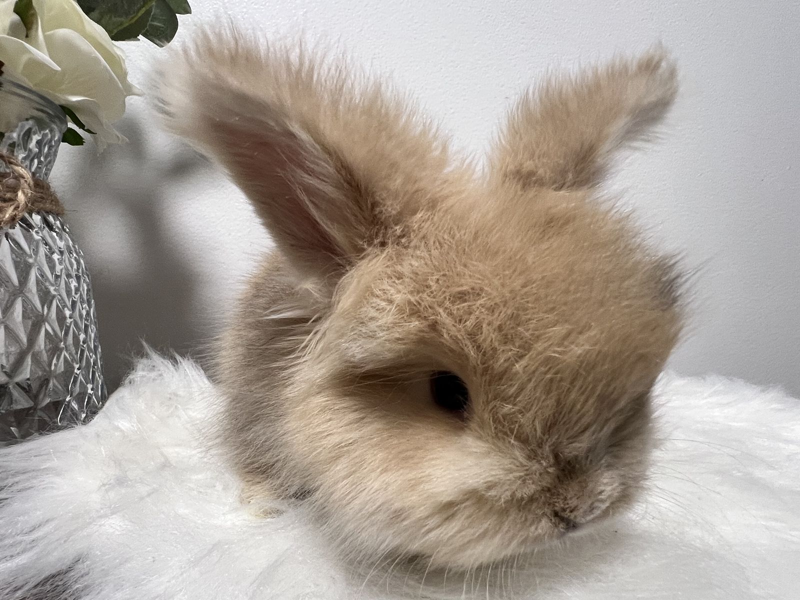 Beautiful English angora does full face lines
