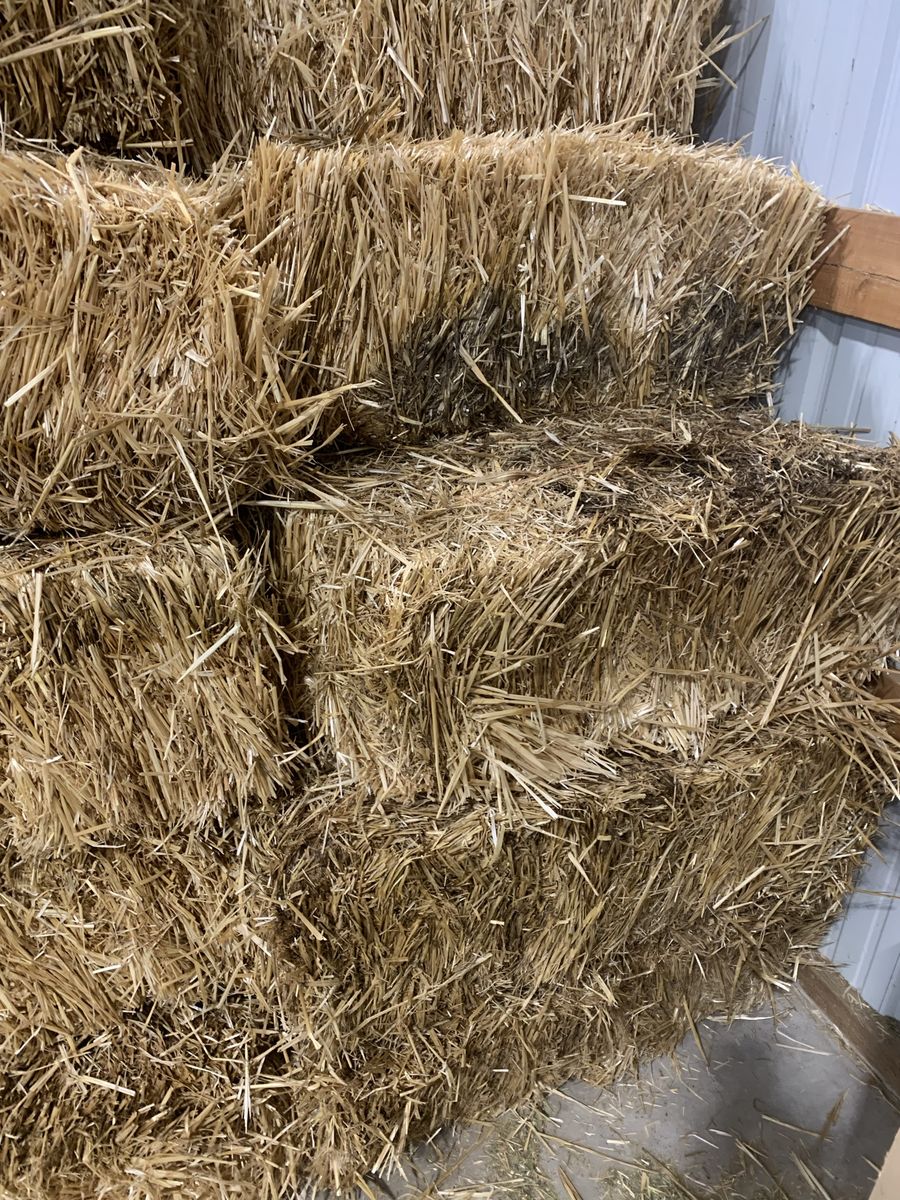 Wheat Straw