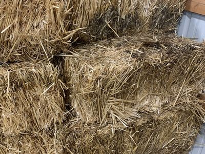 Wheat Straw