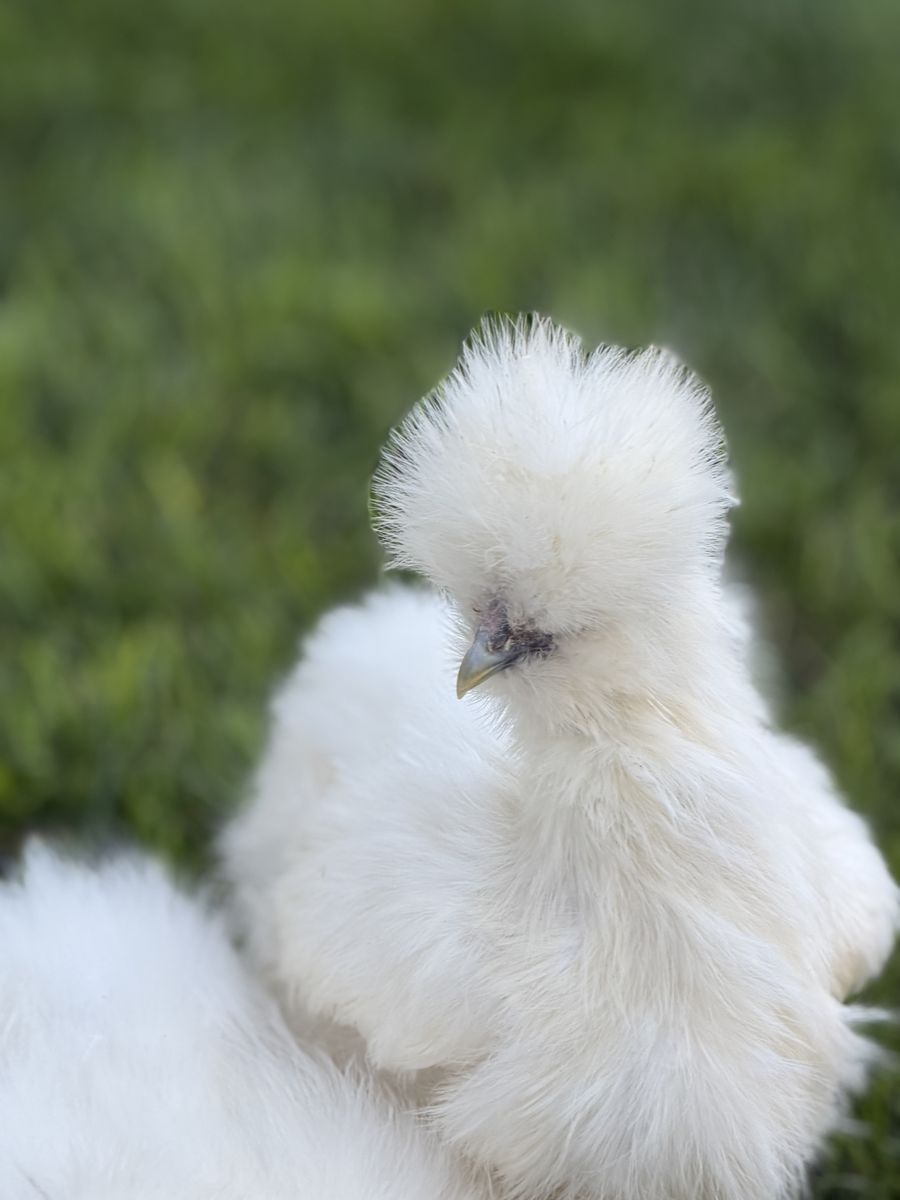 Free bearded Silkie Roosters 