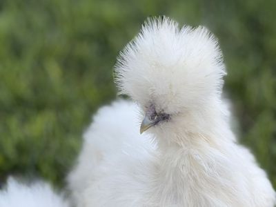 Free bearded Silkie Roosters