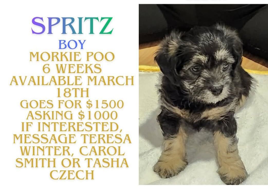 Morkie Poo Puppy Ready for his Forever Home