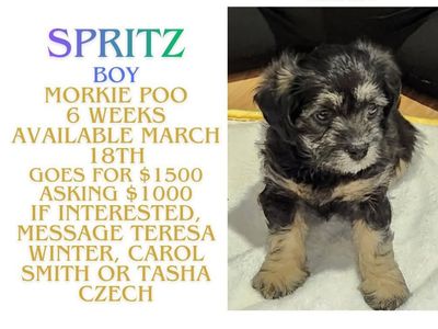 Morkie Poo Puppy Ready for his Forever Home