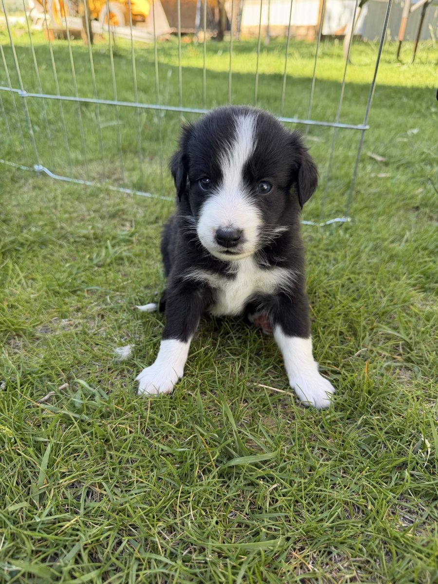 Aussie/Hanging Tree Puppies