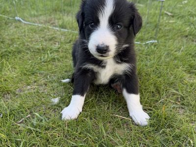 Aussie/Hanging Tree Puppies
