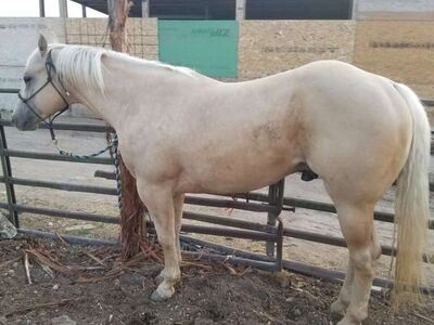 AQHA REGISTERED Palomino Stallion