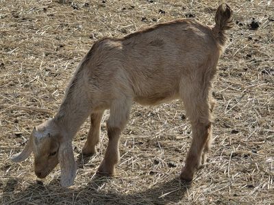 Nubian Doeling