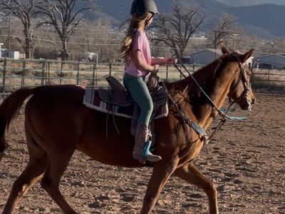 Chesnut Quarterhorse Gelding
