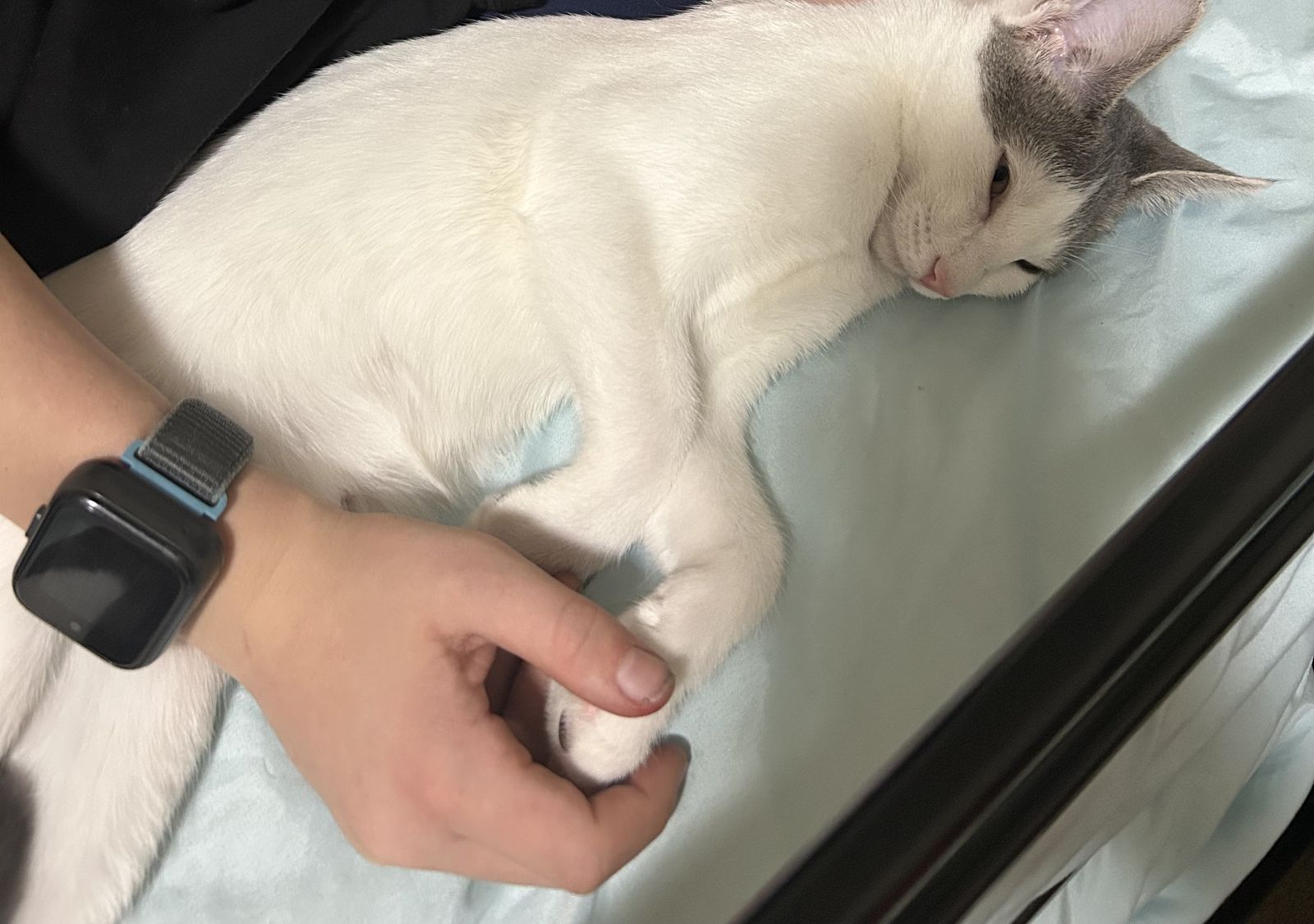 Female kitty 10 months old