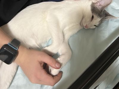 Female kitty 10 months old