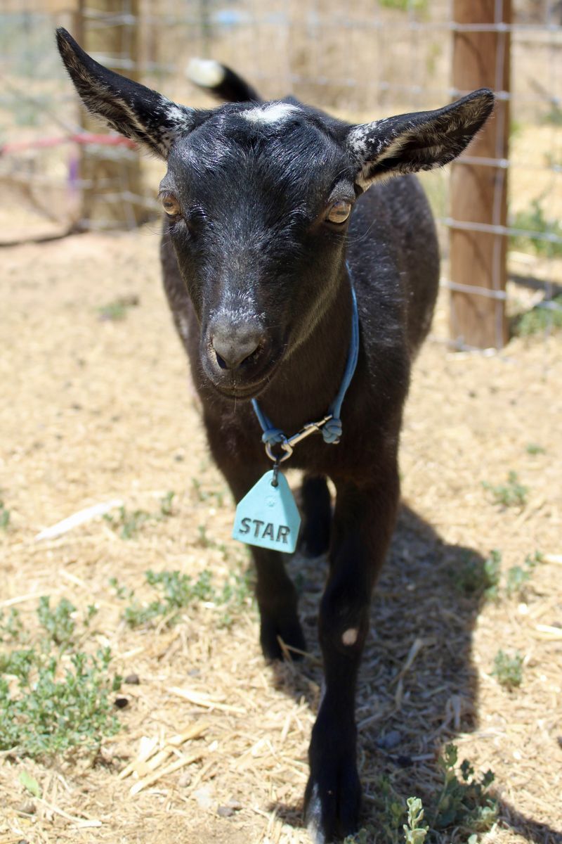 Nigerian Dwarf Doeling - ADGA Registered