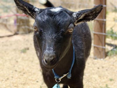 Nigerian Dwarf Doeling - ADGA Registered