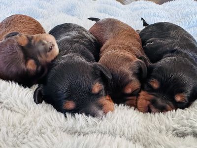 Adorable F1 Cavapoo Puppies