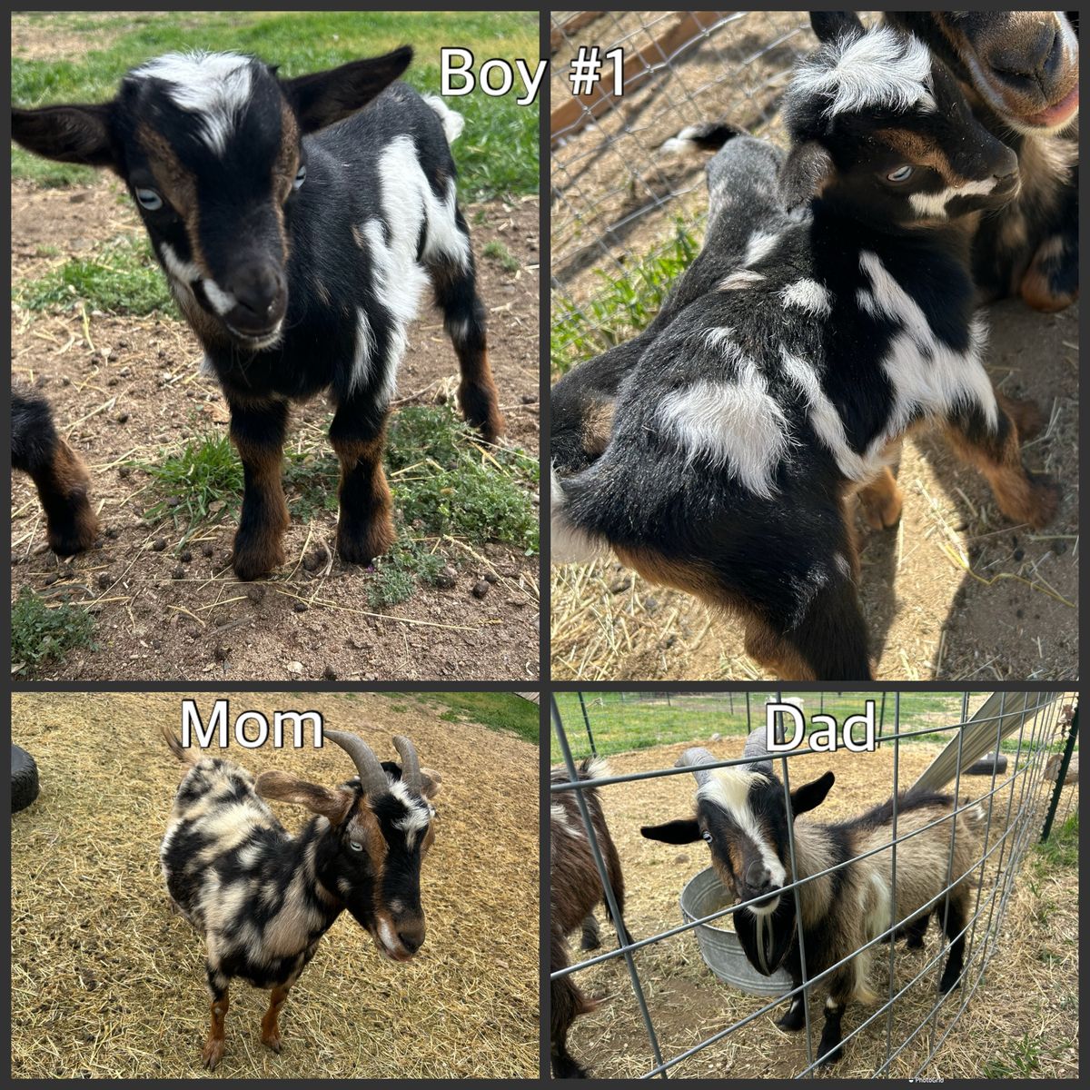 Nigerian Dwarf/Nubian Cross Baby Goats