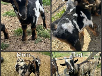 Nigerian Dwarf/Nubian Cross Baby Goats