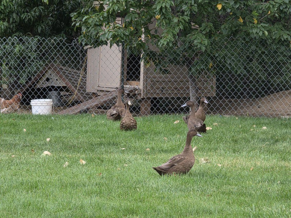 Free! Khaki Campbell Ducks - Young Drakes 