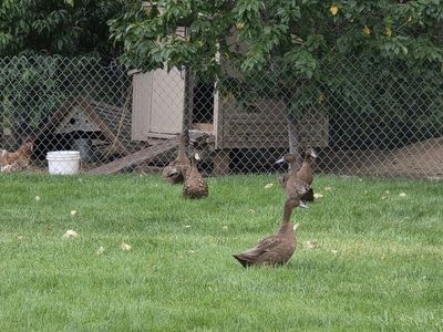Free! Khaki Campbell Ducks - Young Drakes