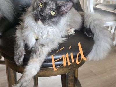 Maine Coon High Silver Black Smoke, F, Enid
