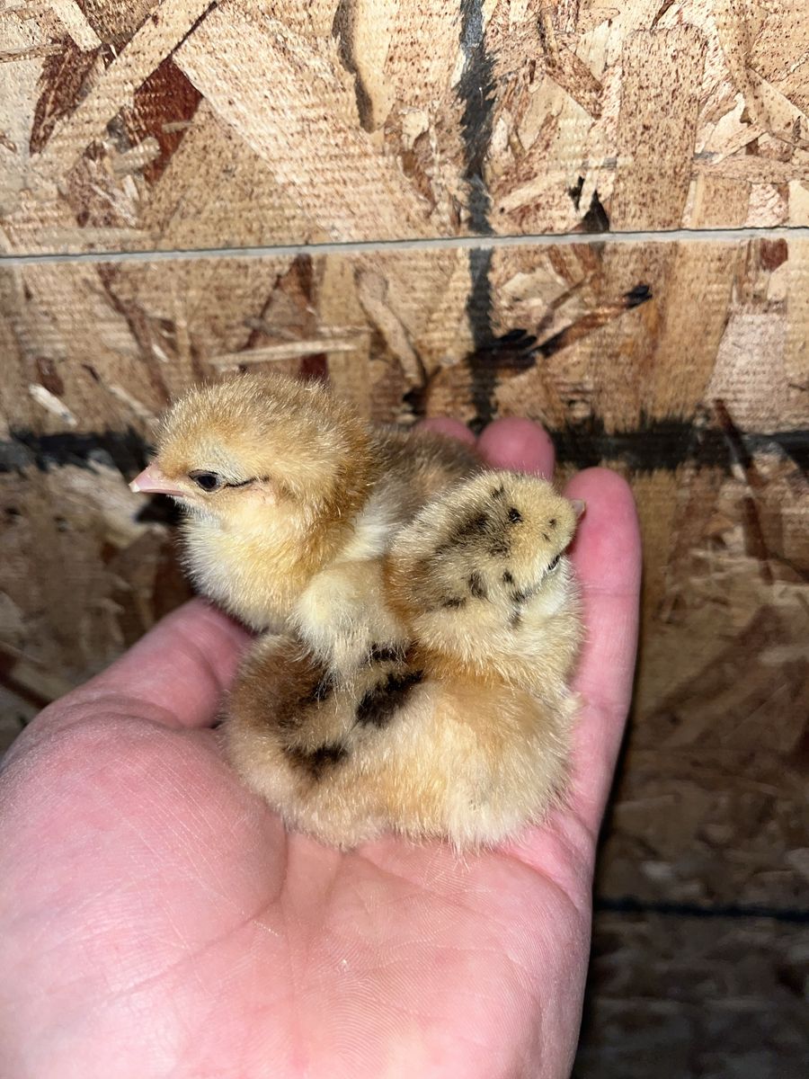 Calico/Mille Fleur Cochin Bantam Chicks
