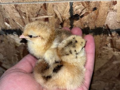 Calico/Mille Fleur Cochin Bantam Chicks