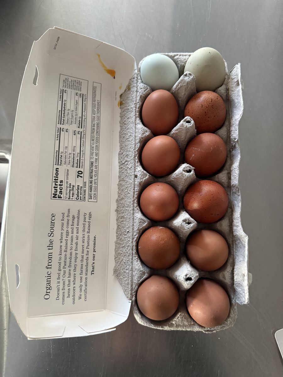 Black Copper Maran Hatchling Eggs