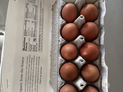 Black Copper Maran Hatchling Eggs