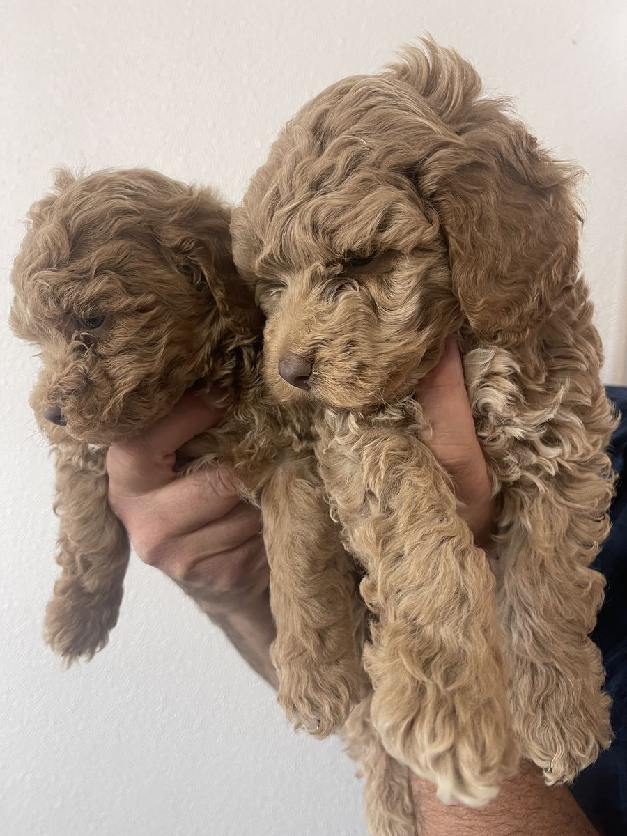 Cockapoo puppies