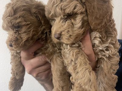 Cockapoo puppies