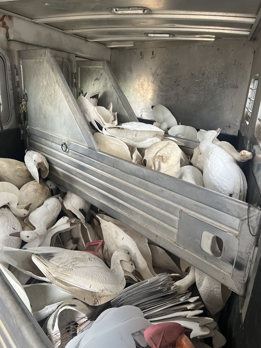 Snow Goose Decoys