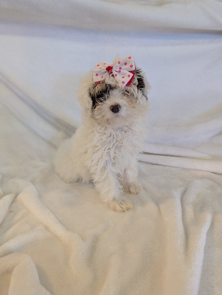 Super Cute tri colored Parti Toy poodle yorkie pup