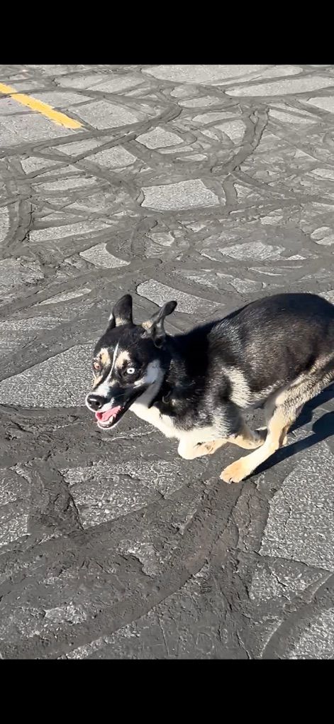 FOUND DOG