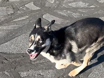 FOUND DOG