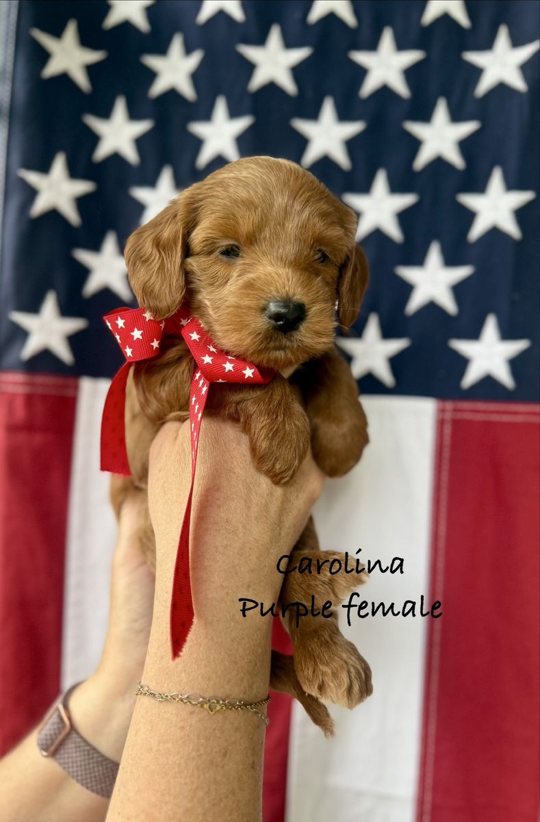 Multigenerational Goldendoodles health and genetic tested health warranty